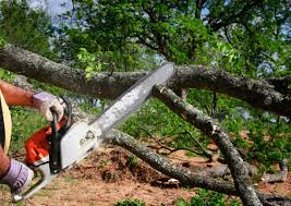 Best Tree Removal  in Park City, TN