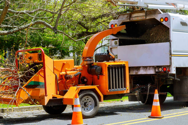 Best Commercial Tree Services  in Park City, TN