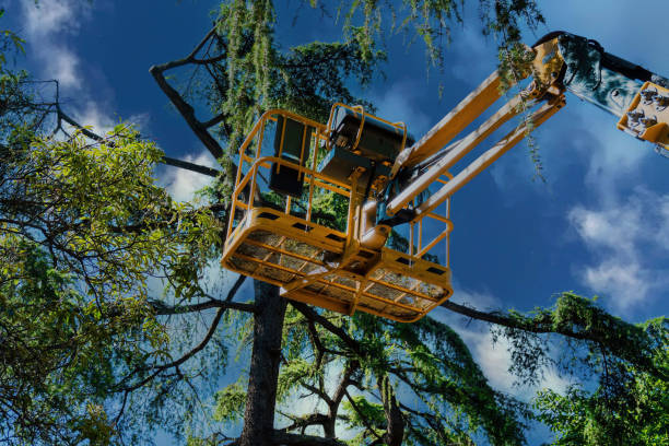 Best Emergency Tree Removal  in Park City, TN
