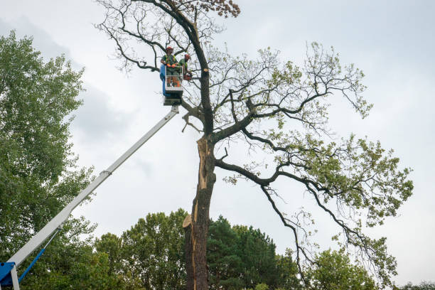 Best Root Management and Removal  in Park City, TN