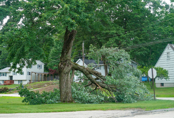 Tree and Shrub Care in Park City, TN