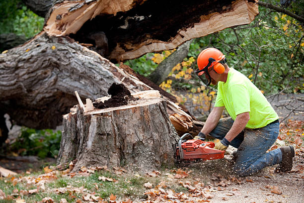 Best Root Management and Removal  in Park City, TN