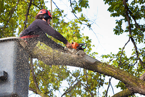 Best Tree Trimming and Pruning  in Park City, TN